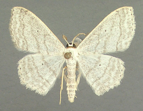 /filer/webapps/moths/media/images/O/opperta_Scopula_AM_TMSA.jpg