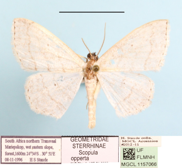 /filer/webapps/moths/media/images/O/opperta_Scopula_A_MGCLa_01.JPG