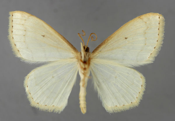 /filer/webapps/moths/media/images/O/opperta_Scopula_A_ZSM_02.jpg