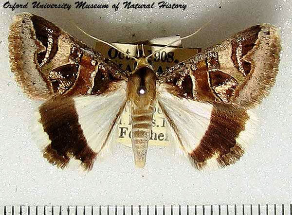 /filer/webapps/moths/media/images/O/oppia_Cerocala_AM_OUMNH.jpg
