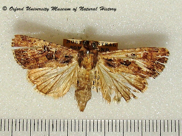 /filer/webapps/moths/media/images/O/opposita_Feliniopsis_A_OUMNH.jpg