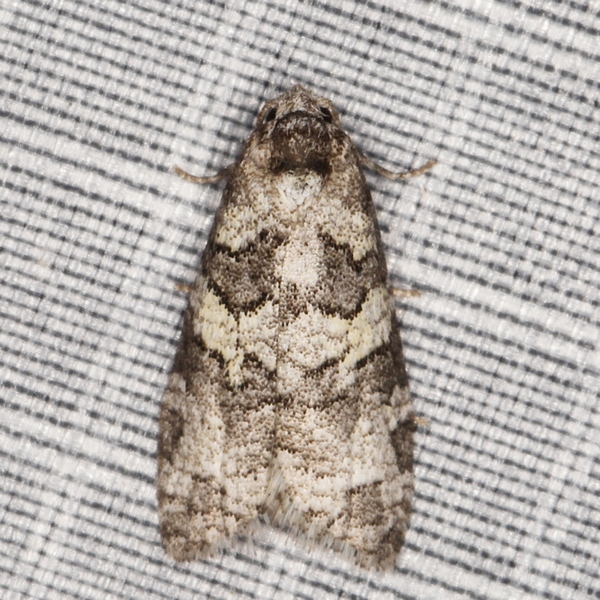 /filer/webapps/moths/media/images/O/opsarias_Cnephasia_A_Heyns_01.JPG