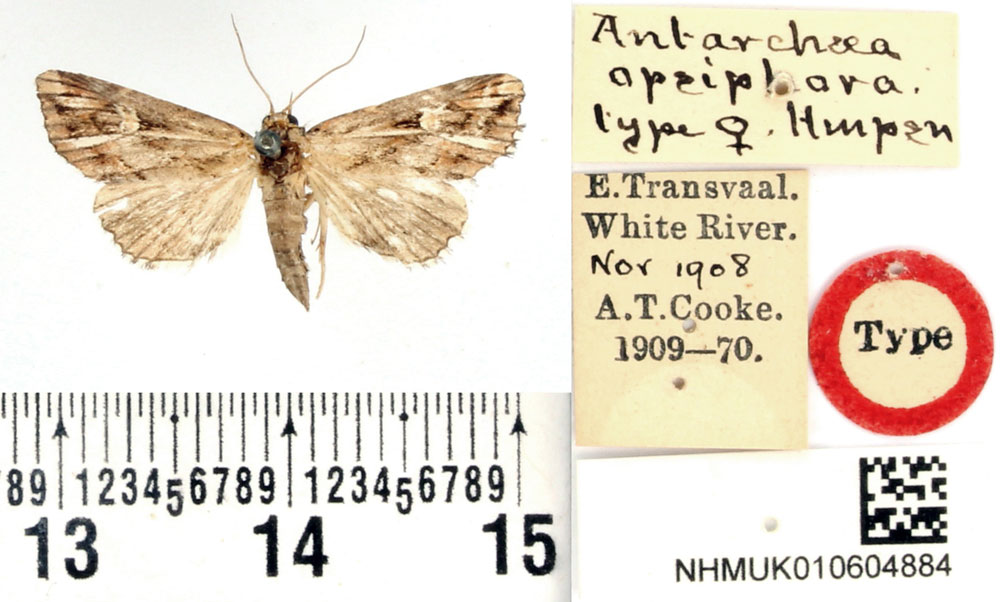 /filer/webapps/moths/media/images/O/opsiphora_Antarchaea_HT_BMNH.jpg