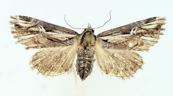 /filer/webapps/moths/media/images/O/opsiphora_Phytometra_AF_TMSA_01.jpg