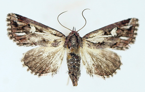 /filer/webapps/moths/media/images/O/opsiphora_Phytometra_AF_TMSA_02.jpg