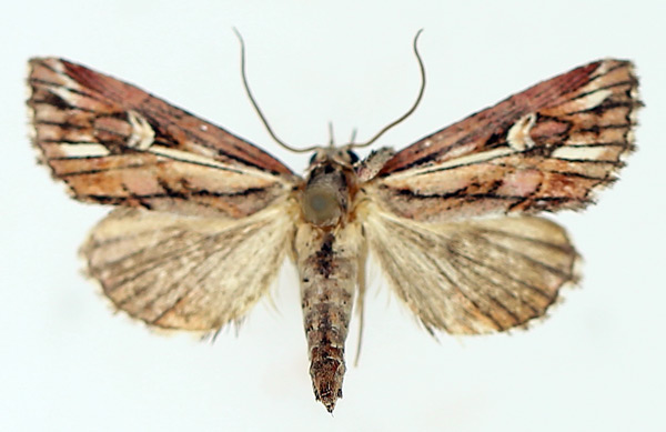 /filer/webapps/moths/media/images/O/opsiphora_Phytometra_AM_TMSA_01.jpg