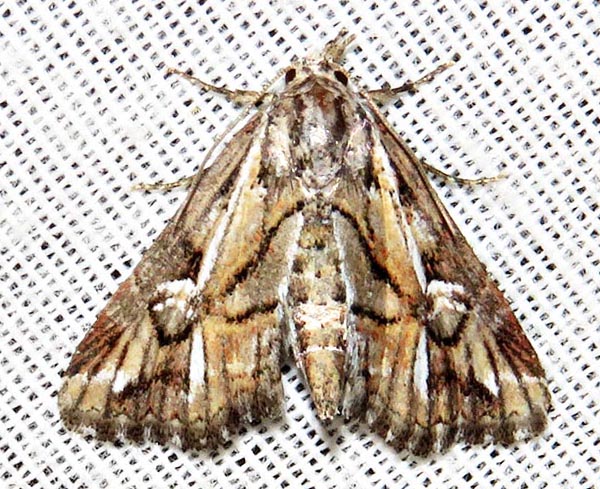 /filer/webapps/moths/media/images/O/opsiphora_Phytometra_A_Braun_09.jpg