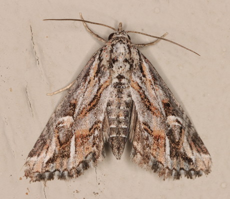 /filer/webapps/moths/media/images/O/opsiphora_Phytometra_A_Heyns_01.jpg
