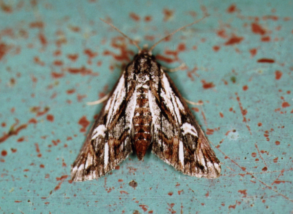 /filer/webapps/moths/media/images/O/opsiphora_Phytometra_A_Roland_01.jpg