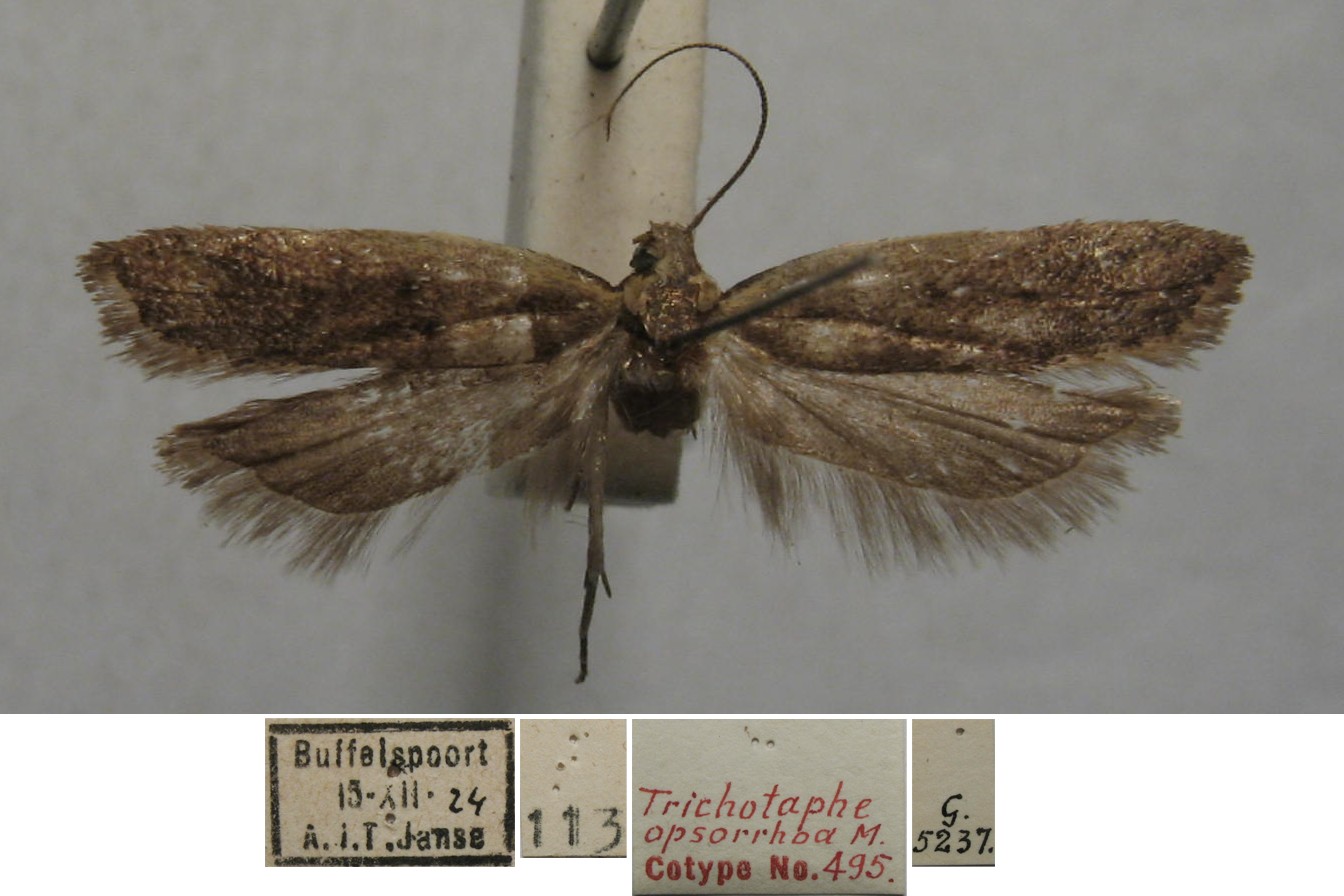 /filer/webapps/moths/media/images/O/opsorrhoa_Dichomeris_AF_TMSA.jpg