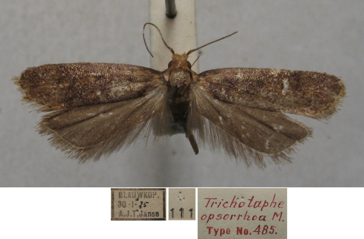 /filer/webapps/moths/media/images/O/opsorrhoa_Trichotaphe_MHT_TMSA.jpg