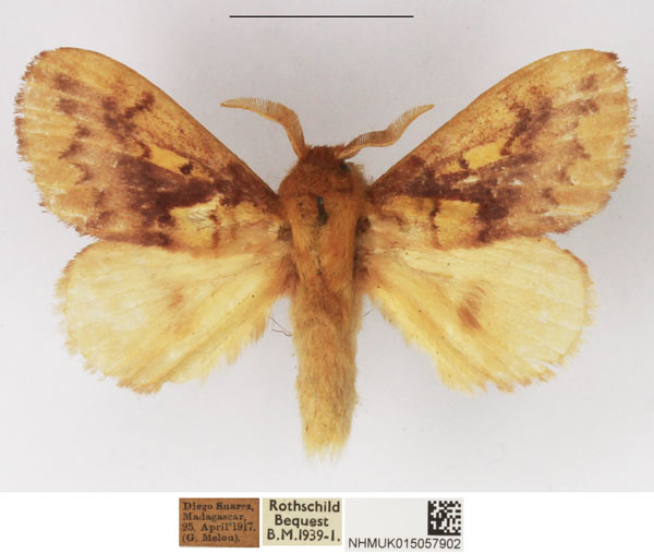 /filer/webapps/moths/media/images/O/opulenta_Ochrochroma_AM_NHMUK_02.jpg