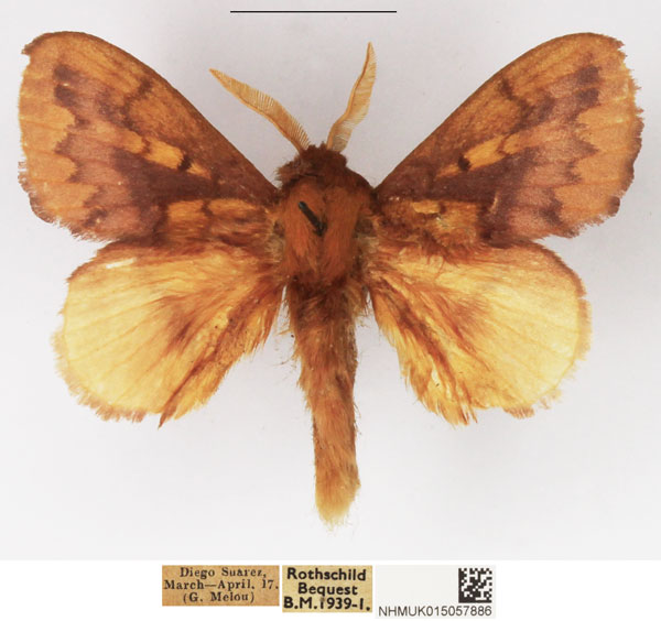 /filer/webapps/moths/media/images/O/opulenta_Ochrochroma_AM_NHMUK_03.jpg