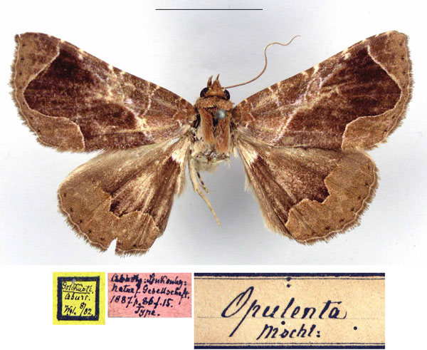 /filer/webapps/moths/media/images/O/opulenta_Ophisma_HT_MfN.jpg