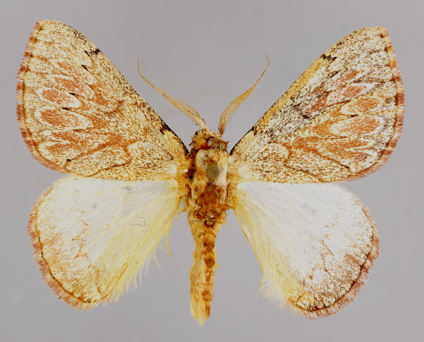 /filer/webapps/moths/media/images/O/opulentus_Synclysmus_A_ZSM_01.jpg