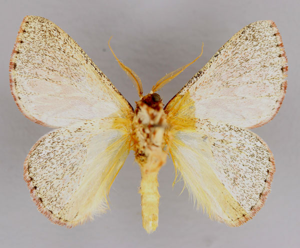 /filer/webapps/moths/media/images/O/opulentus_Synclysmus_A_ZSM_02.jpg
