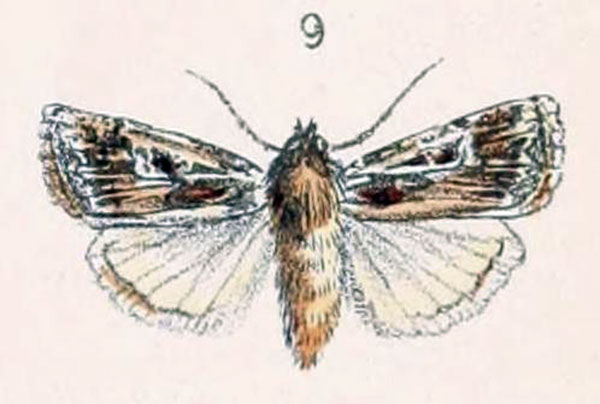 /filer/webapps/moths/media/images/O/oranaria_Agrotis_ST_Bang-Haas_1906_5-9.jpg