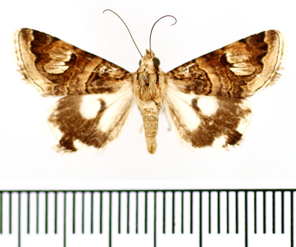 /filer/webapps/moths/media/images/O/oranensis_Drasteria_AM_BMNH_01.jpg