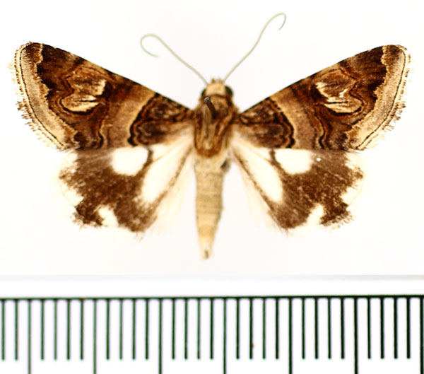 /filer/webapps/moths/media/images/O/oranensis_Drasteria_AM_BMNH_02.jpg