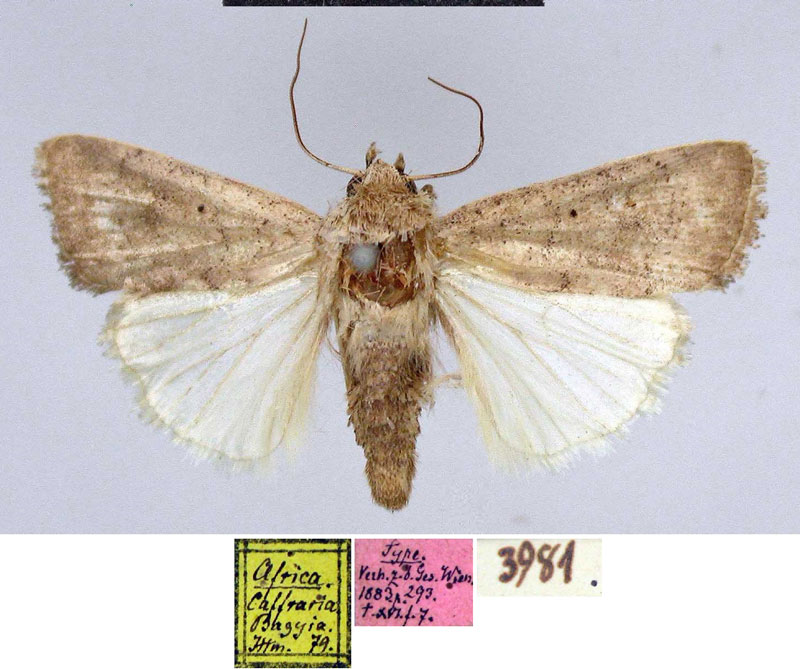 /filer/webapps/moths/media/images/O/orbata_Caradrina_HT_MfN.jpg