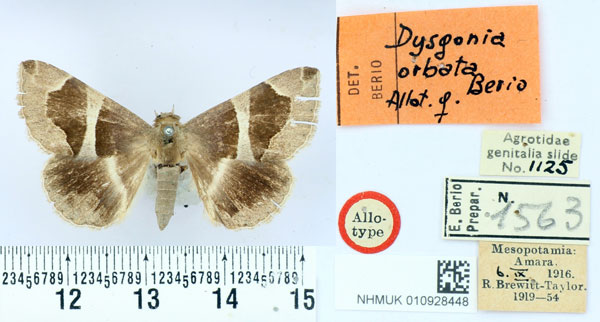 /filer/webapps/moths/media/images/O/orbata_Dysgonia_AT_BMNH.jpg