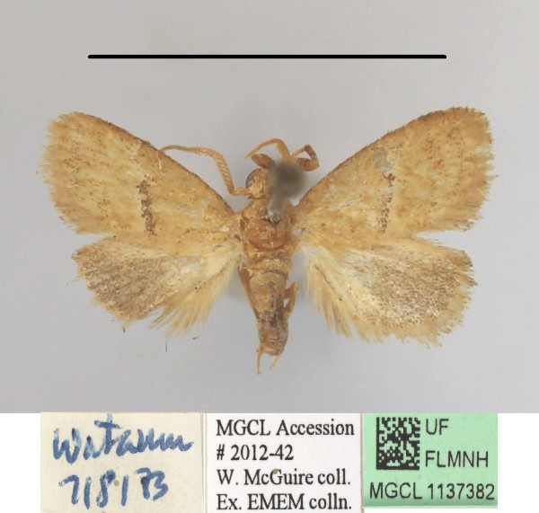 /filer/webapps/moths/media/images/O/orbata_Halseyia_A_MGCLa_01.JPG