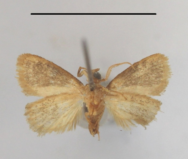 /filer/webapps/moths/media/images/O/orbata_Halseyia_A_MGCLb_01.JPG