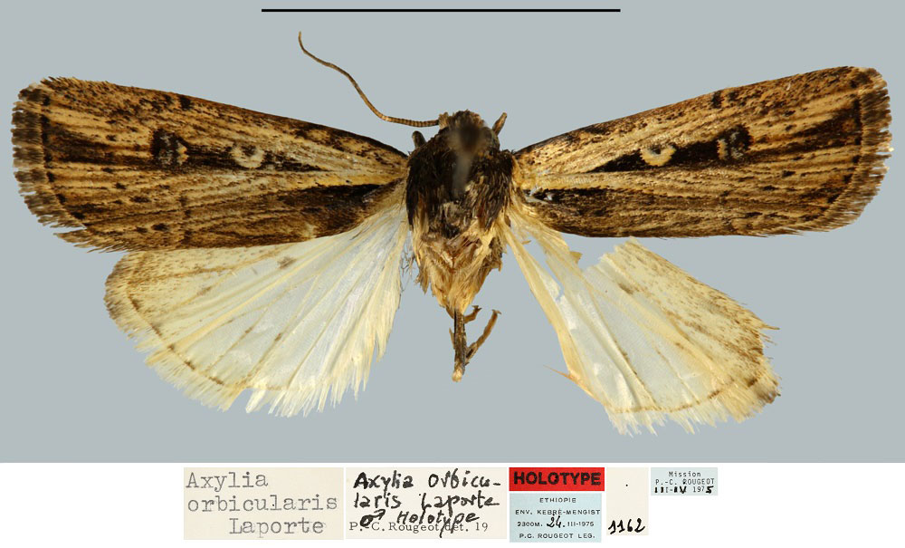 /filer/webapps/moths/media/images/O/orbicularis_Axylia_HT_MNHN.jpg