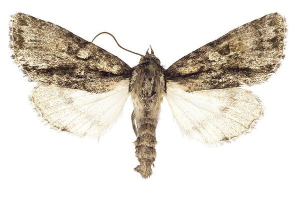/filer/webapps/moths/media/images/O/orbicularis_Berionycta_PT_Behounek.jpg