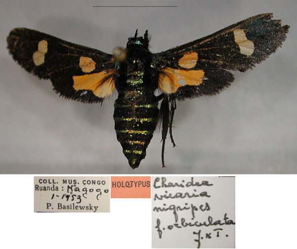 /filer/webapps/moths/media/images/O/orbiculata_Charidea_PTF_RMCA_01.jpg