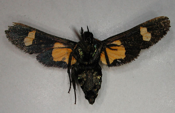/filer/webapps/moths/media/images/O/orbiculata_Charidea_PTF_RMCA_02.jpg