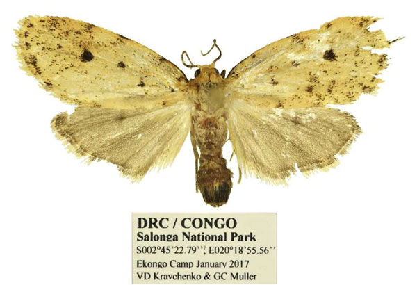 /filer/webapps/moths/media/images/O/orbiculata_Siccia_AF_Mueller.jpg