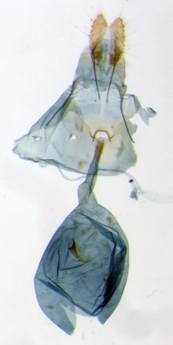 /filer/webapps/moths/media/images/O/orbiculina_Gnathodracon_GFPT_RMCA.jpg