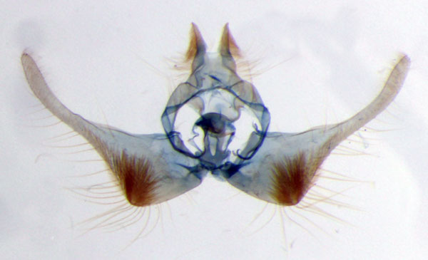 /filer/webapps/moths/media/images/O/orbiculina_Gnathodracon_GMHT_RMCA.jpg
