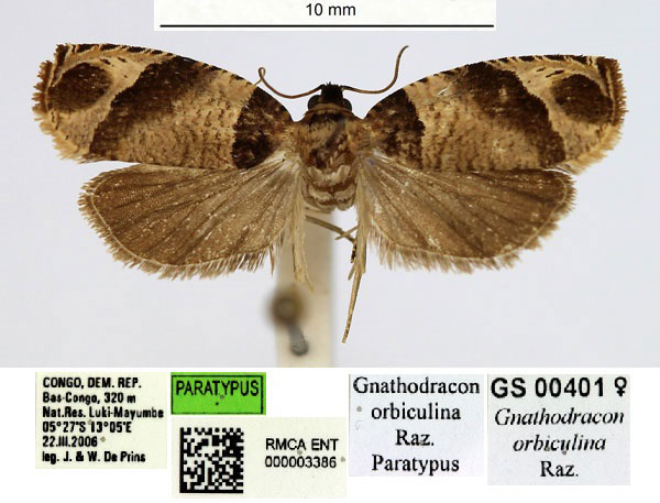 /filer/webapps/moths/media/images/O/orbiculina_Gnathodracon_PTF_RMCA.jpg