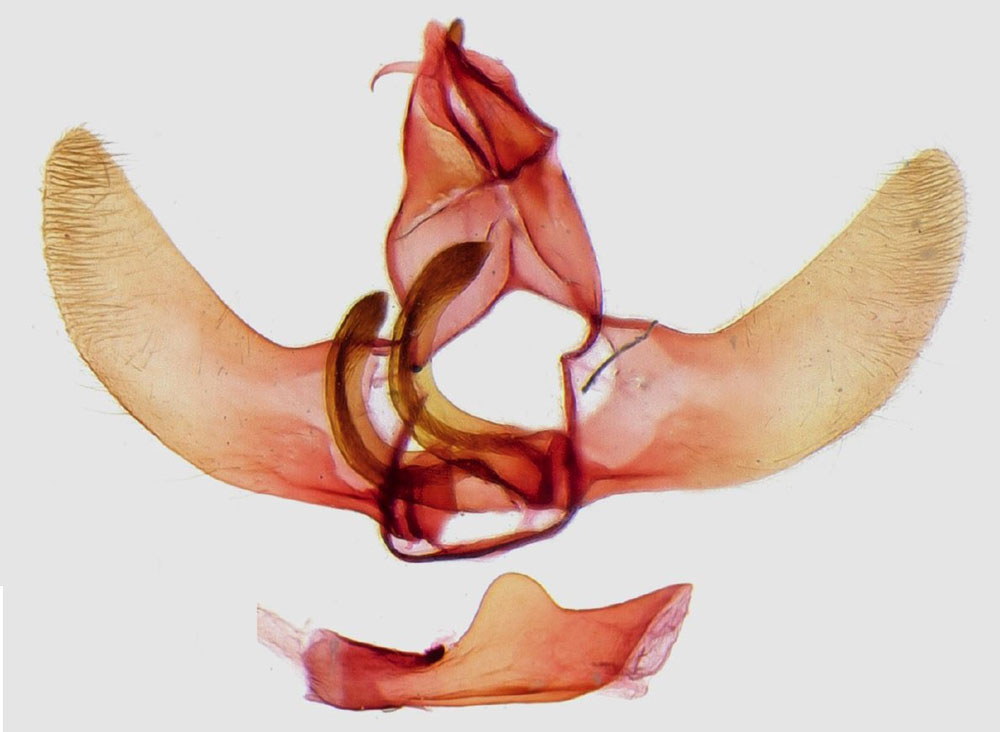 /filer/webapps/moths/media/images/O/orbiosus_Viperinus_GMHT_NHMO.jpg