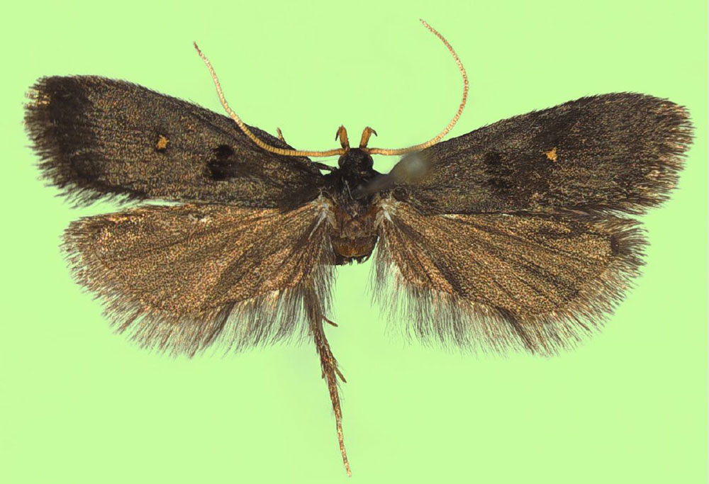 /filer/webapps/moths/media/images/O/orbiosus_Viperinus_HT_NHMO.jpg