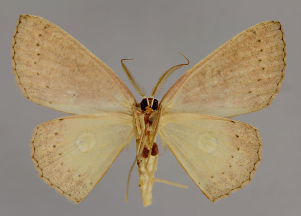 /filer/webapps/moths/media/images/O/orboculata_Cyclophora_A_ZSM_02.jpg