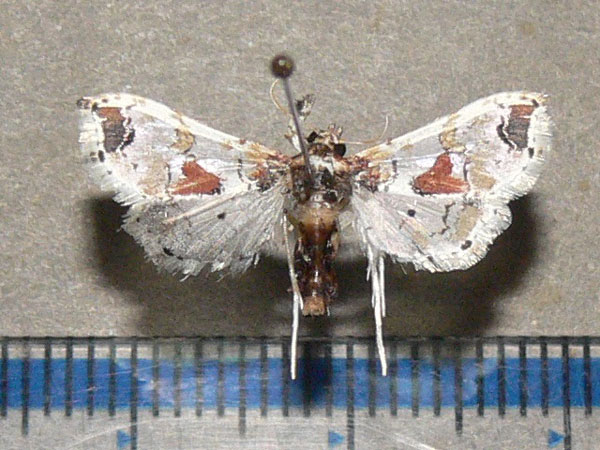 /filer/webapps/moths/media/images/O/orbonalis_Leucinodes_A_Goff.jpg