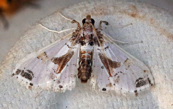 /filer/webapps/moths/media/images/O/orbonalis_Leucinodes_A_Voaden.jpg