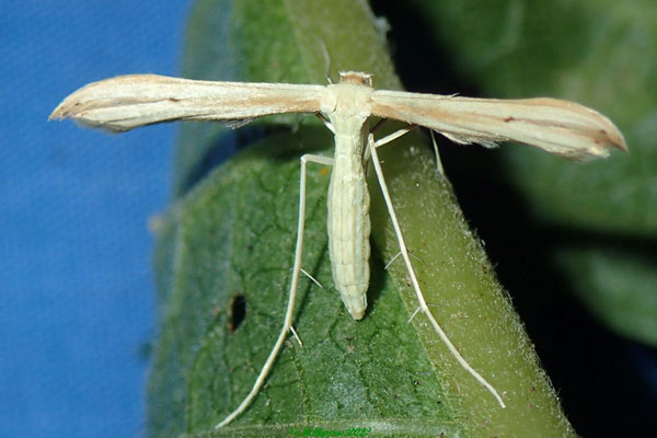 /filer/webapps/moths/media/images/O/orchatias_Picardia_AF_Bippusa.jpg