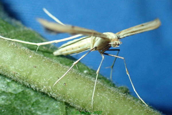 /filer/webapps/moths/media/images/O/orchatias_Picardia_AF_Bippusb.jpg