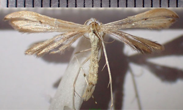 /filer/webapps/moths/media/images/O/orchatias_Picardia_AM_Bippus.jpg