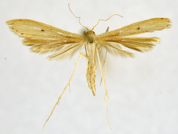/filer/webapps/moths/media/images/O/orchatias_Picardia_A_NHMO_02.jpg