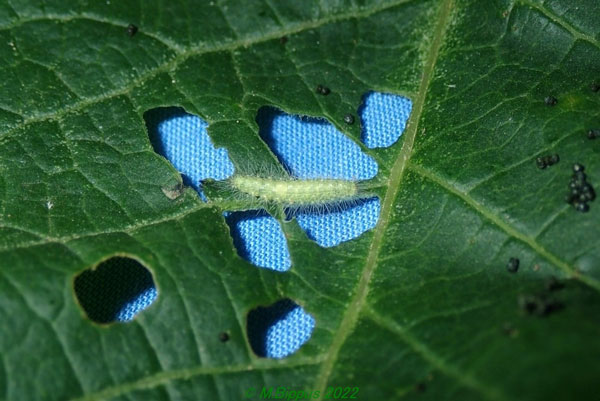 /filer/webapps/moths/media/images/O/orchatias_Picardia_C_Bippusa.jpg