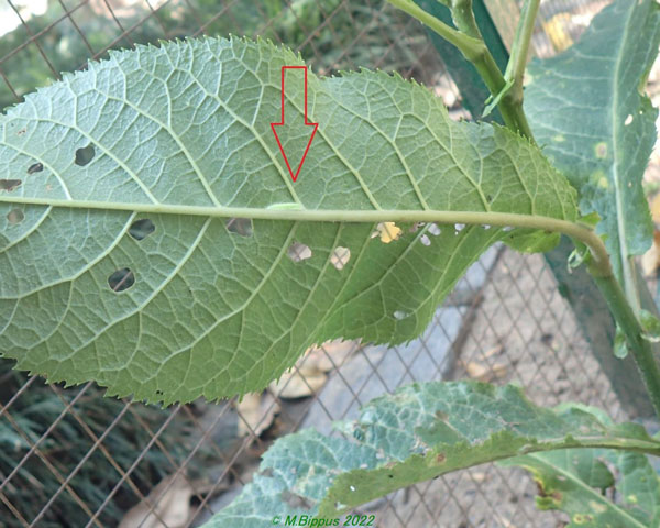 /filer/webapps/moths/media/images/O/orchatias_Picardia_C_Bippusb.jpg