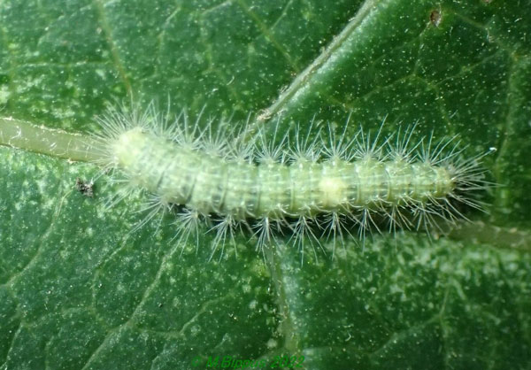 /filer/webapps/moths/media/images/O/orchatias_Picardia_C_Bippusc.jpg