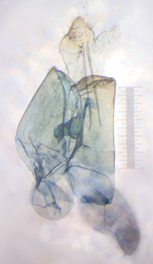 /filer/webapps/moths/media/images/O/orchatias_Picardia_GF_Bippus.jpg