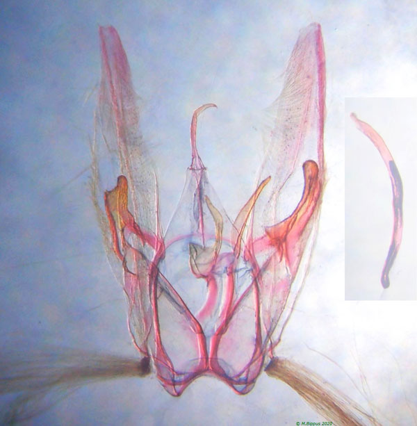 /filer/webapps/moths/media/images/O/orchatias_Picardia_GM_Bippus_001c.jpg