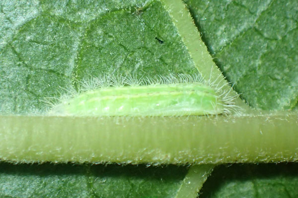 /filer/webapps/moths/media/images/O/orchatias_Picardia_P_Bippus.jpg